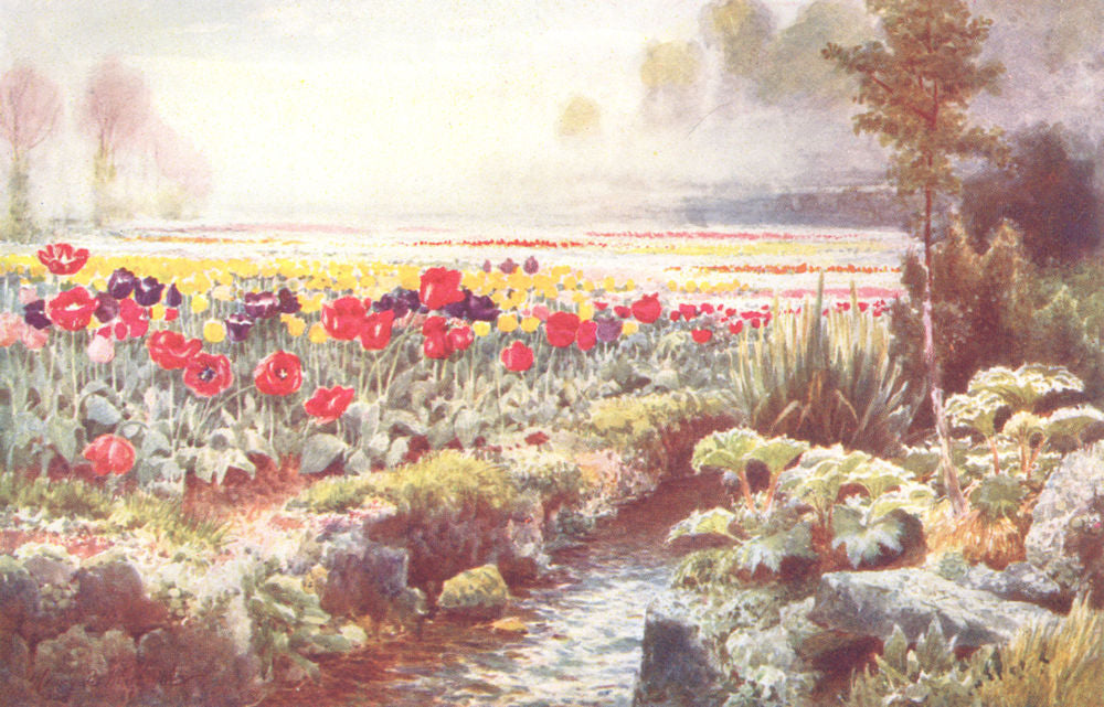 CHANNEL ISLANDS. A Tulip Garden, Guernsey 1904 old antique print picture